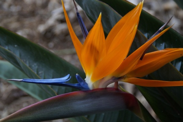 Real image of a bird of paradise 